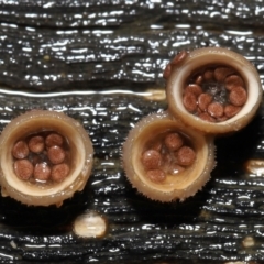 Nidula niveotomentosa (A birds-nest fungus) at Tidbinbilla Nature Reserve - 17 May 2022 by TimL
