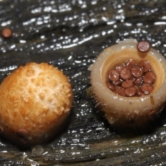 Nidula niveotomentosa at Paddys River, ACT - 17 May 2022 10:41 AM