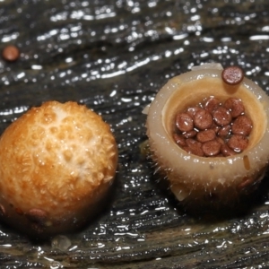 Nidula niveotomentosa at Paddys River, ACT - 17 May 2022 10:41 AM