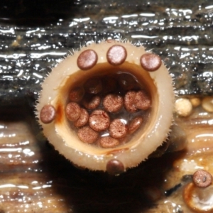 Nidula niveotomentosa at Paddys River, ACT - 17 May 2022 10:41 AM