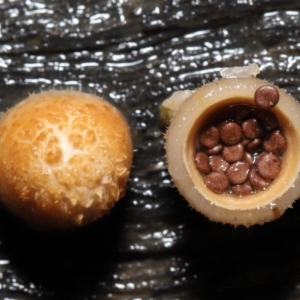 Nidula niveotomentosa at Paddys River, ACT - 17 May 2022 10:41 AM