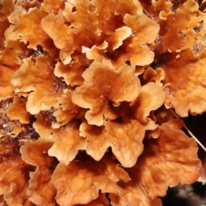 Podoscypha petalodes at Paddys River, ACT - 17 May 2022