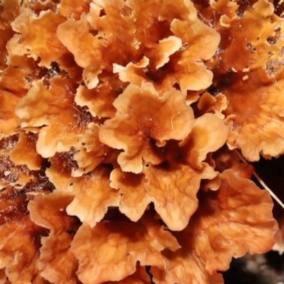 Podoscypha petalodes at Tidbinbilla Nature Reserve - 17 May 2022 by TimL