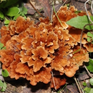 Podoscypha petalodes at Paddys River, ACT - 17 May 2022