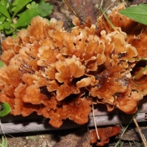 Podoscypha petalodes at Paddys River, ACT - 17 May 2022