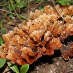 Podoscypha petalodes at Paddys River, ACT - 17 May 2022