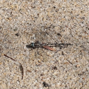 Austroaeschna multipunctata at Paddys River, ACT - 17 May 2022