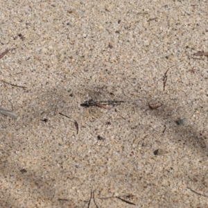 Austroaeschna multipunctata at Paddys River, ACT - 17 May 2022