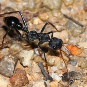 Myrmecia tarsata at Paddys River, ACT - 17 May 2022