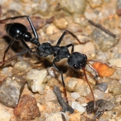 Myrmecia tarsata (Bull ant or Bulldog ant) at Tidbinbilla Nature Reserve - 17 May 2022 by TimL