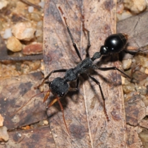 Myrmecia tarsata at Paddys River, ACT - 17 May 2022