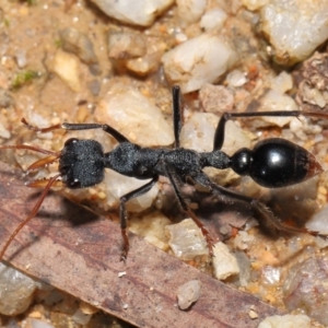 Myrmecia tarsata at Paddys River, ACT - 17 May 2022