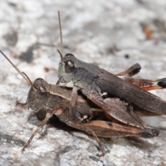 Phaulacridium vittatum (Wingless Grasshopper) at Cotter River, ACT - 17 May 2022 by TimL