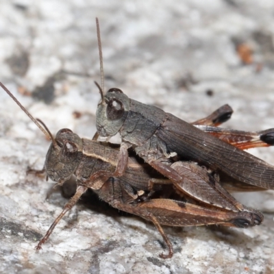 Phaulacridium vittatum (Wingless Grasshopper) at Cotter River, ACT - 17 May 2022 by TimL