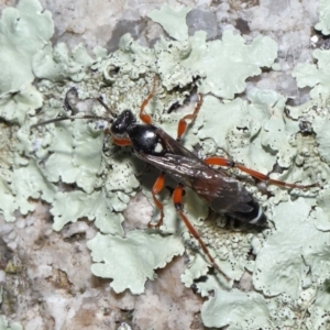 Ichneumon promissorius at Cotter River, ACT - 17 May 2022