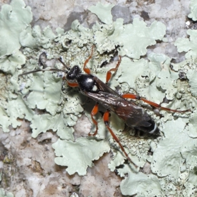 Ichneumon promissorius (Banded caterpillar parasite wasp) at Cotter River, ACT - 17 May 2022 by TimL