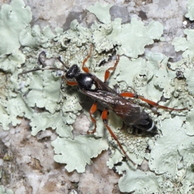 Ichneumon promissorius (Banded caterpillar parasite wasp) at Namadgi National Park - 17 May 2022 by TimL