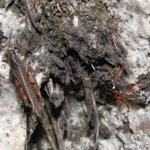 Phaulacridium vittatum at Cotter River, ACT - 17 May 2022 12:15 PM