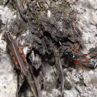 Phaulacridium vittatum (Wingless Grasshopper) at Cotter River, ACT - 17 May 2022 by TimL