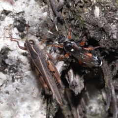 Phaulacridium vittatum at Cotter River, ACT - 17 May 2022 12:15 PM