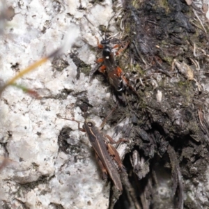 Phaulacridium vittatum at Cotter River, ACT - 17 May 2022 12:15 PM