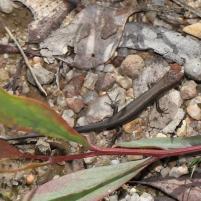 Lampropholis guichenoti (Common Garden Skink) at Paddys River, ACT - 17 May 2022 by TimL