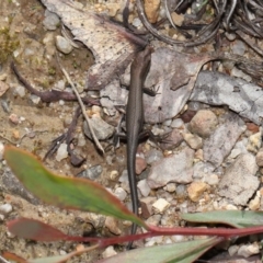 Lampropholis guichenoti at Paddys River, ACT - 17 May 2022