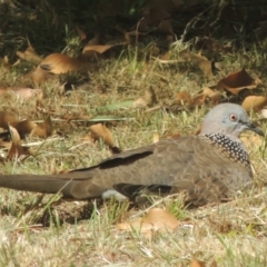 Spilopelia chinensis (Spotted Dove) at Conder, ACT - 7 Feb 2022 by michaelb