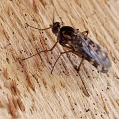 Sylvicola dubius (Wood-gnat) at Greenway, ACT - 17 May 2022 by trevorpreston