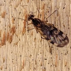 Sylvicola dubius at Greenway, ACT - 17 May 2022