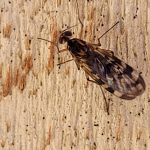 Sylvicola dubius at Greenway, ACT - 17 May 2022