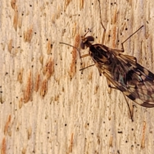 Sylvicola dubius at Greenway, ACT - 17 May 2022