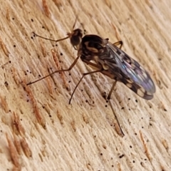 Sylvicola dubius at Greenway, ACT - 17 May 2022