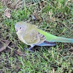 Psephotus haematonotus at Greenway, ACT - 17 May 2022