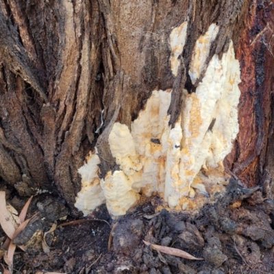 Unidentified Other fungi on wood at Greenway, ACT - 17 May 2022 by trevorpreston