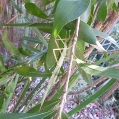 Unidentified Stick insect (Phasmatodea) at Tathra, NSW - 18 May 2022 by TathraPreschool