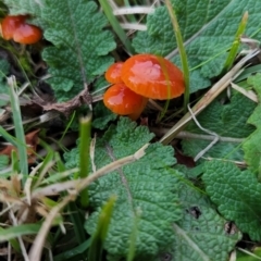 Unidentified Fungus (TBC) at Macquarie, ACT - 15 May 2022 by NathanaelC
