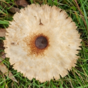 Macrolepiota clelandii at Hawker, ACT - 15 May 2022