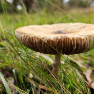 Macrolepiota clelandii at Hawker, ACT - 15 May 2022 12:56 PM