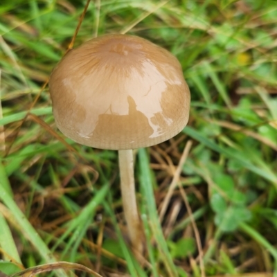 zz agaric (stem; gill colour unknown) at Hawker, ACT - 15 May 2022 by NathanaelC