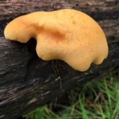 Unverified Fungus at Hawker, ACT - 15 May 2022 by NathanaelC