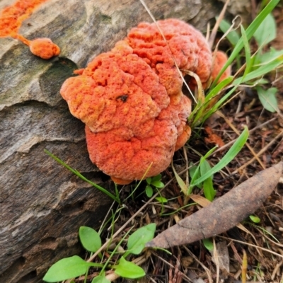 Trametes coccinea (Scarlet Bracket) at Hawker, ACT - 15 May 2022 by NathanaelC