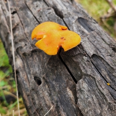 Unidentified Fungus at Hawker, ACT - 15 May 2022 by NathanaelC