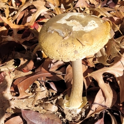 Amanita phalloides (Death Cap) at Lyneham, ACT - 18 May 2022 by trevorpreston