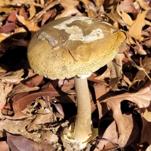 Amanita phalloides at Lyneham, ACT - 18 May 2022