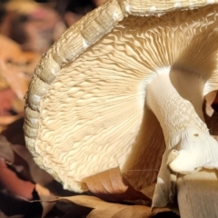 Amanita phalloides at Lyneham, ACT - 18 May 2022