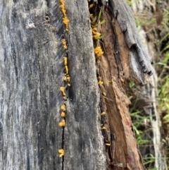 Dacryopinax spathularia (Dacryopinax spathularia) at Mount Majura - 16 May 2022 by waltraud