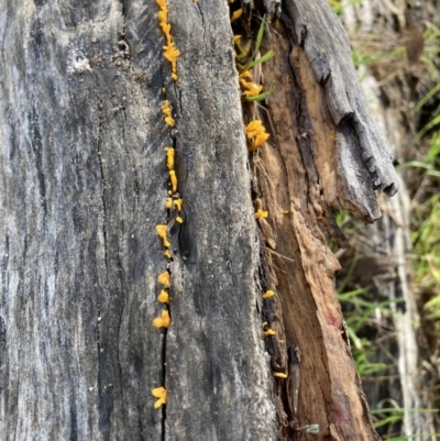 Dacryopinax spathularia (Dacryopinax spathularia) at Mount Majura - 16 May 2022 by waltraud