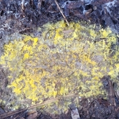 Unidentified Other fungi on wood (TBC) at O'Connor, ACT - 18 May 2022 by trevorpreston