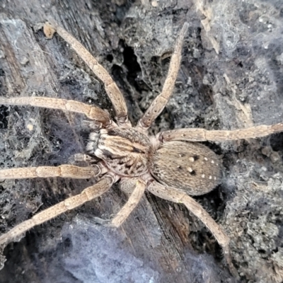 Mituliodon tarantulinus (Prowling Spider) at Bruce Ridge - 18 May 2022 by trevorpreston